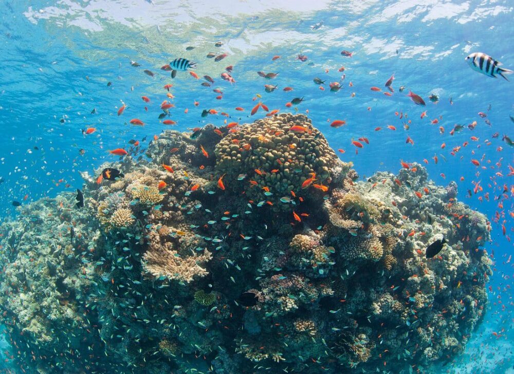 Intro Diving 2 Stops For Beginners with Pick-up and Lunch - Hurghada - Image 2