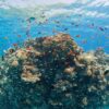 Intro Diving 2 Stops For Beginners with Pick-up and Lunch - Hurghada - Image 2