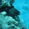 Intro Diving 2 Stops For Beginners with Pick-up and Lunch - Hurghada - Image 3