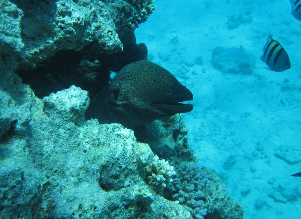 Dolphin House Royal VIP Special Day Snorkeling Sea Trip With Lunch - Hurghada - Image 9