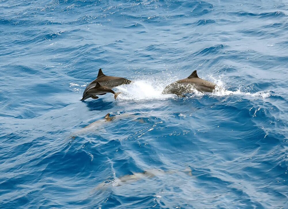 Dolphin House Royal VIP Special Day Snorkeling Sea Trip With Lunch - Hurghada - Image 11