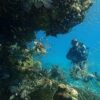 Intro Diving 2 Stops For Beginners with Pick-up and Lunch - Hurghada - Image 13