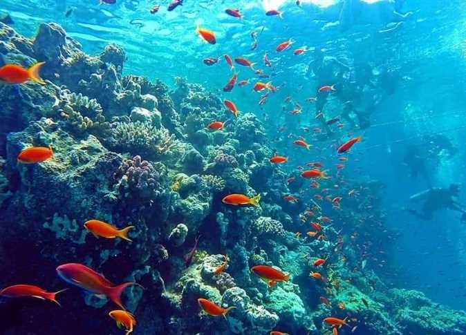 New Eden Island VIP , Snorkeling , lunch , transportation - Image 7